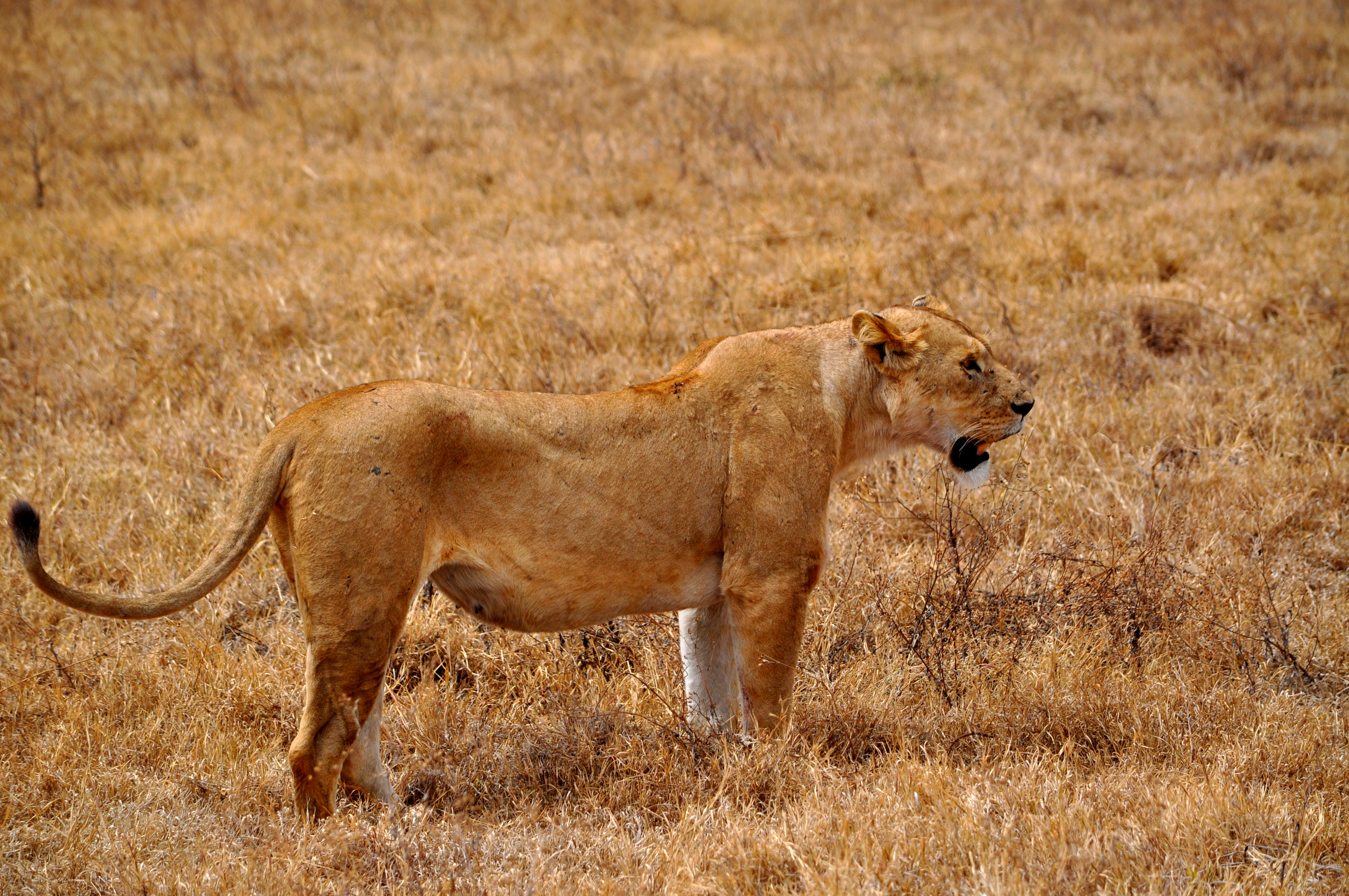 Biology Trip to Tanzania - July 2015